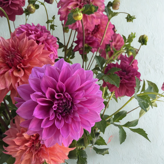 Florist Choice Fresh Flowers