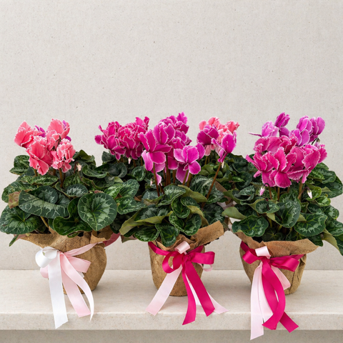 Cyclamen plant