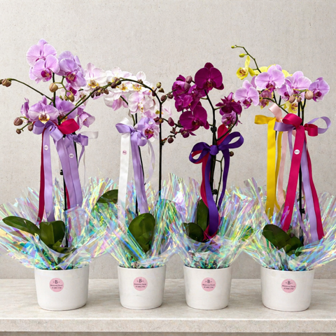 Phalaenopsis orchid