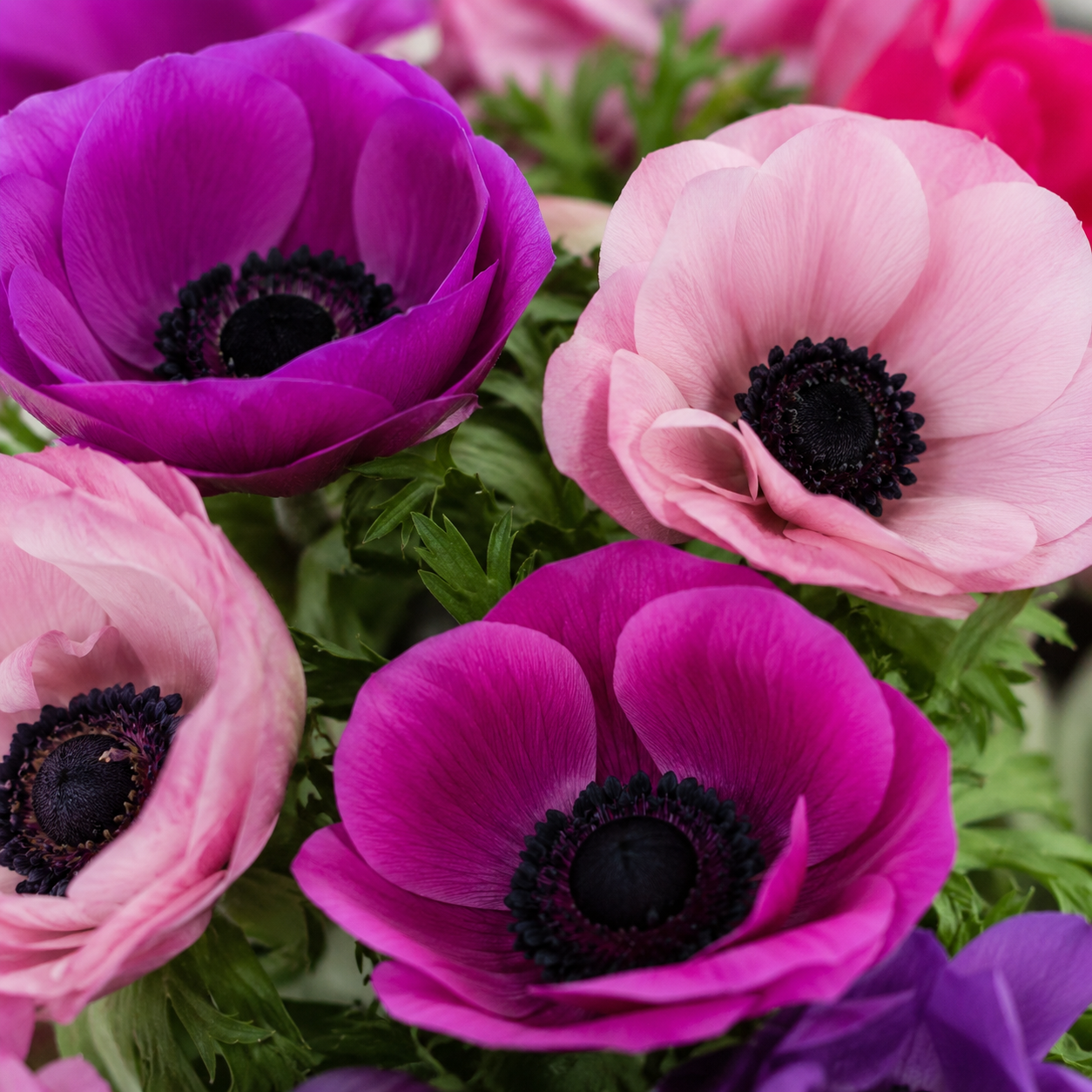 Five Acre Florets Anemone Vase