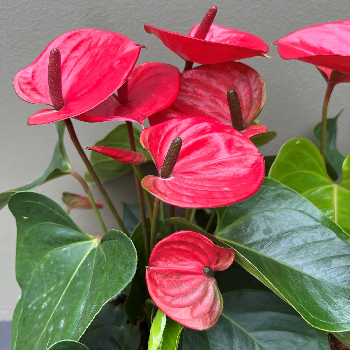 Anthurium