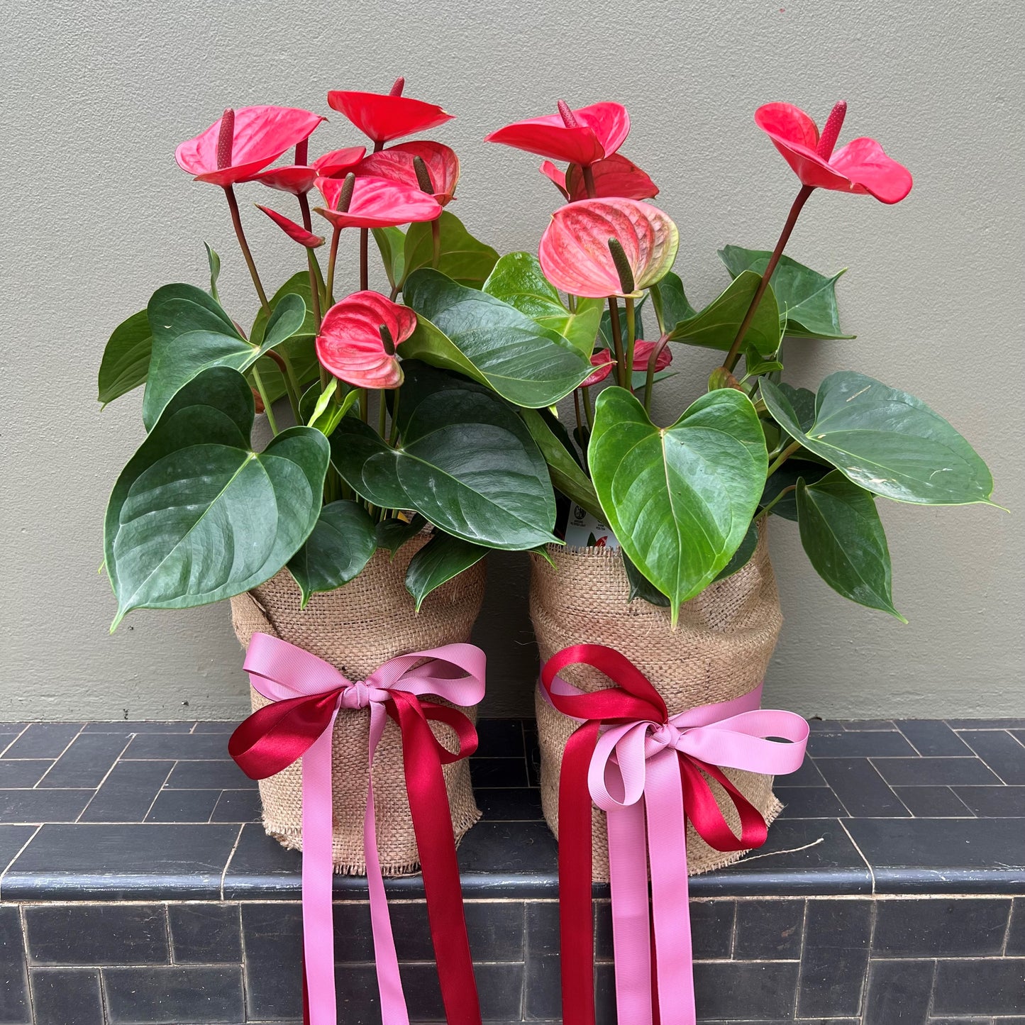Anthurium