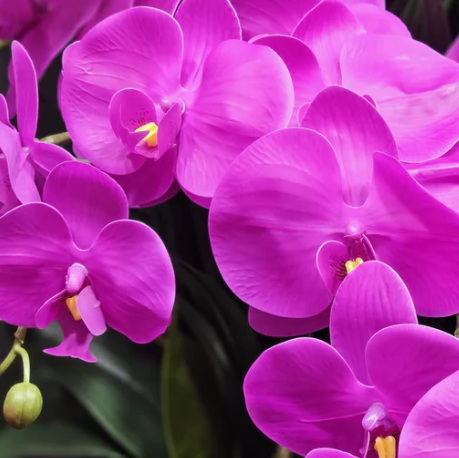 Cote Noire | Large Luxury Orchid