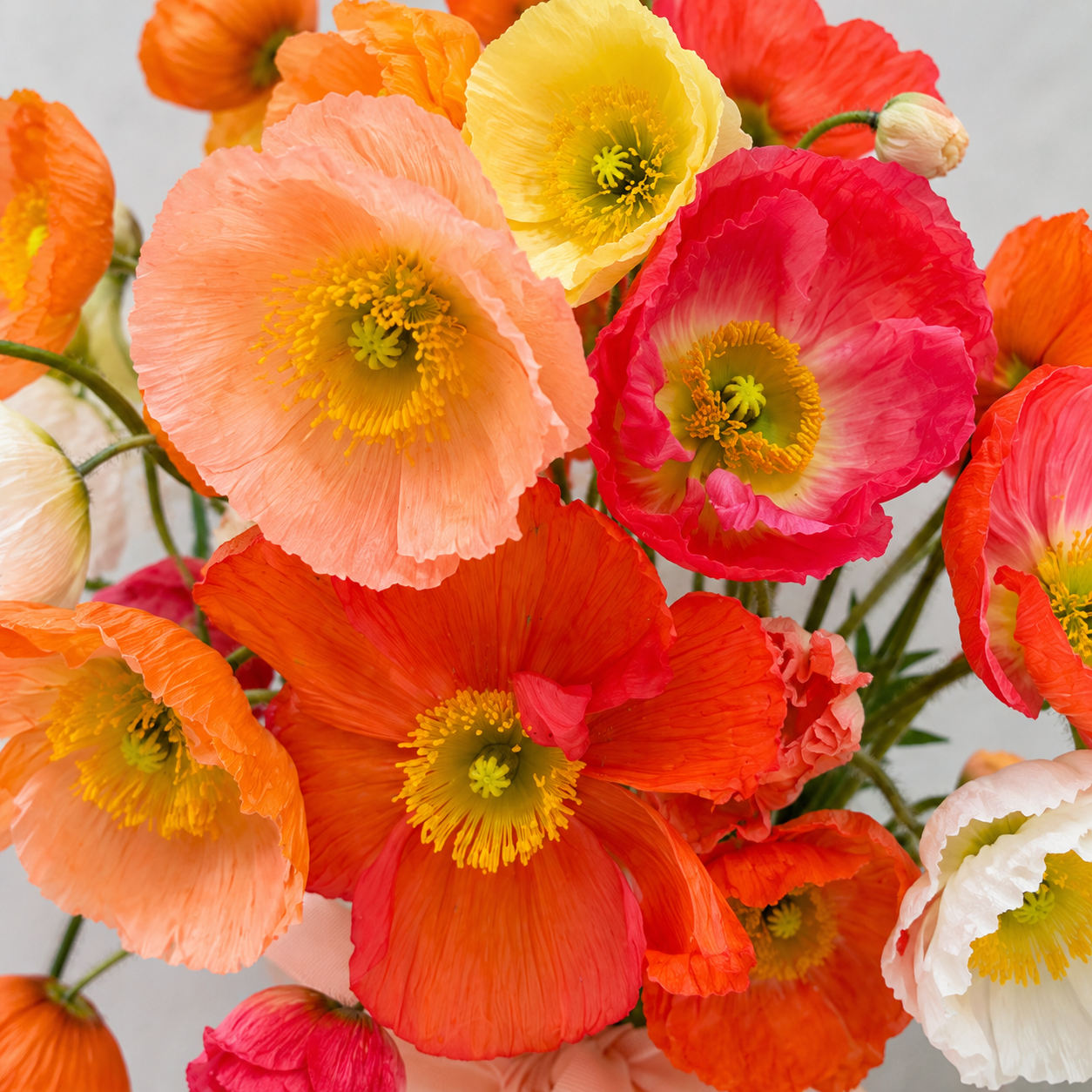 Five Acre Florets Poppy Vase