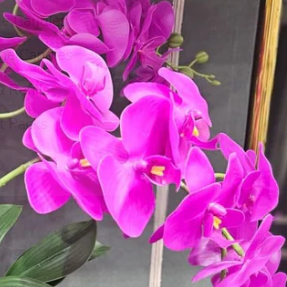 Cote Noire | Orchid