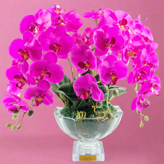 Cote Noire | Large Luxury Orchid
