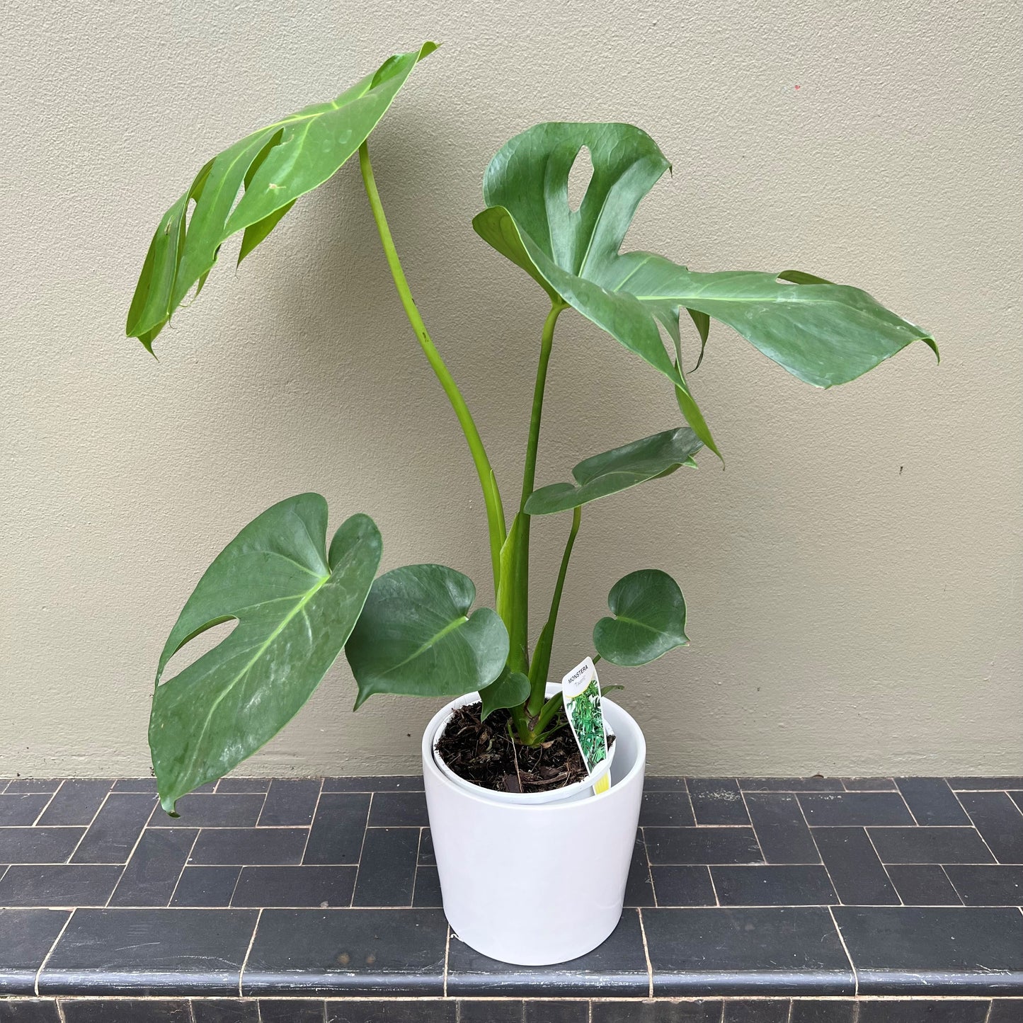 Monstera