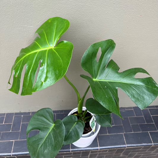 Monstera