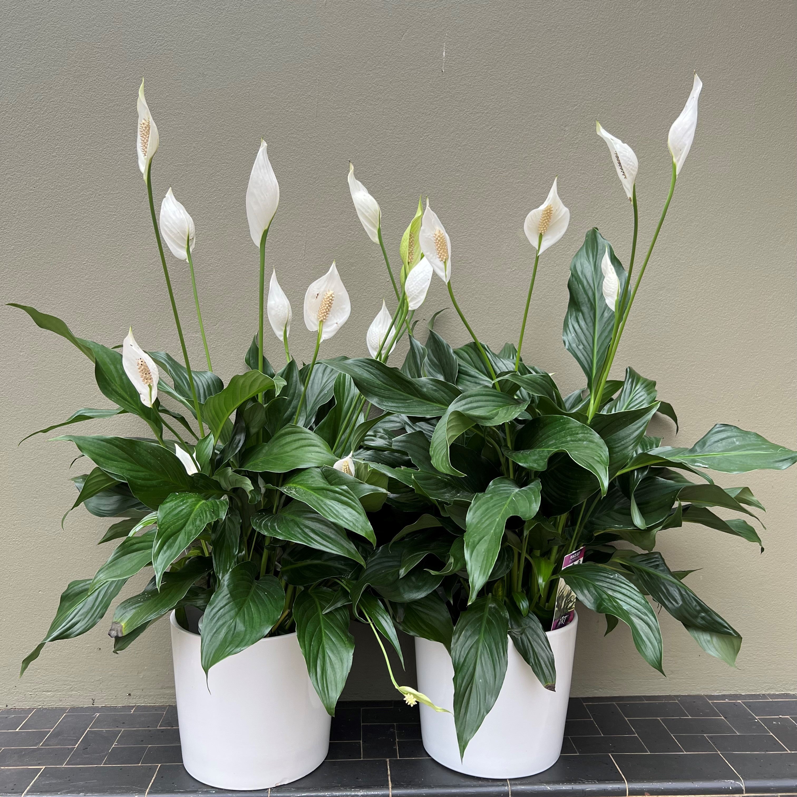 peace lily plant in hindi Spathiphyllum