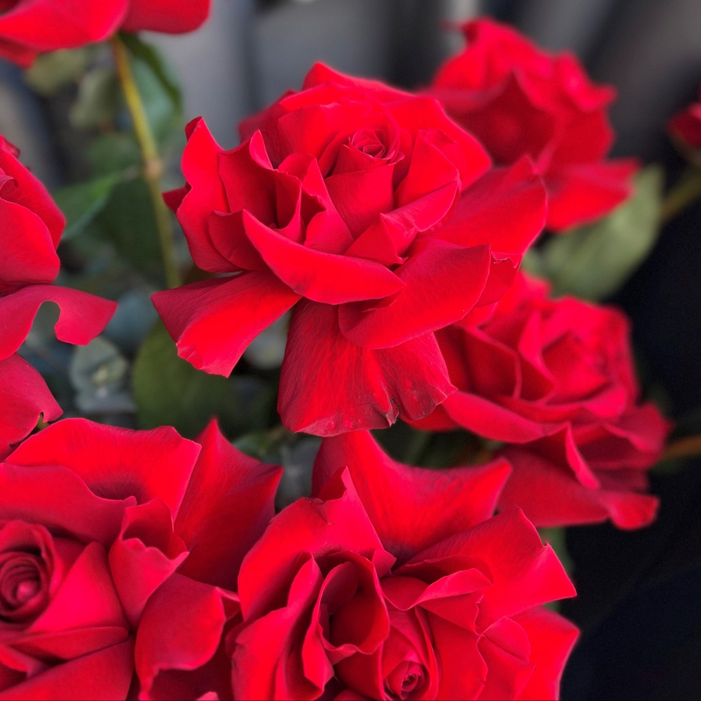 All I Need is Roses