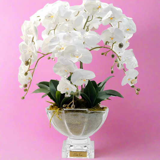 Cote Noire | Large Luxury Orchid