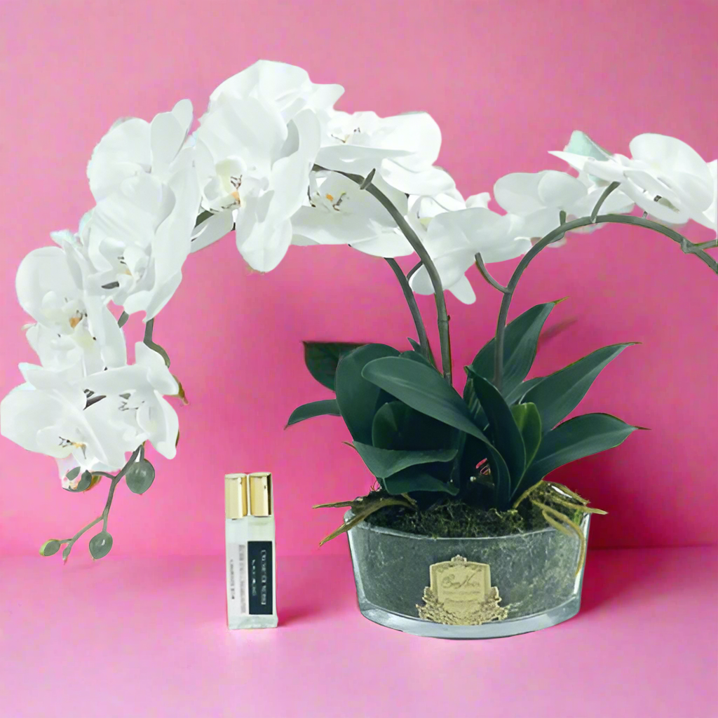 Cote Noire | Orchid
