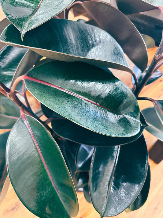 Ficus Burgundy | Rubber Plant
