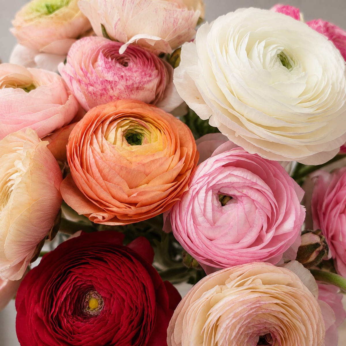 Five Acre Florets Ranunculus Vase