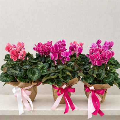 Cyclamen plant
