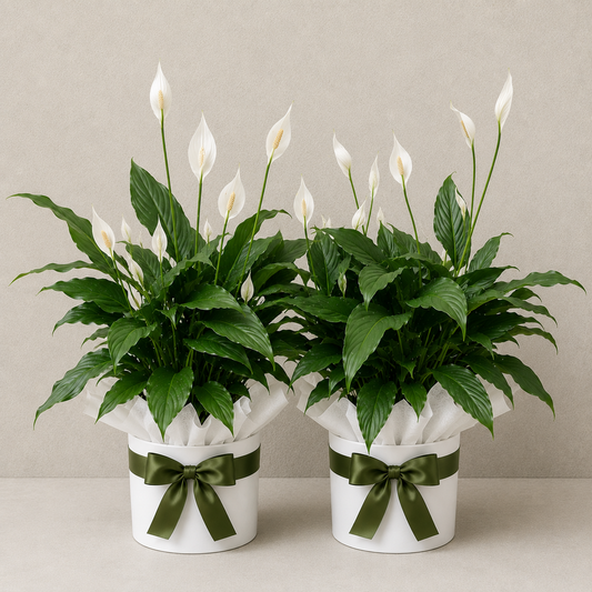 Spathiphyllum | Peace Lily