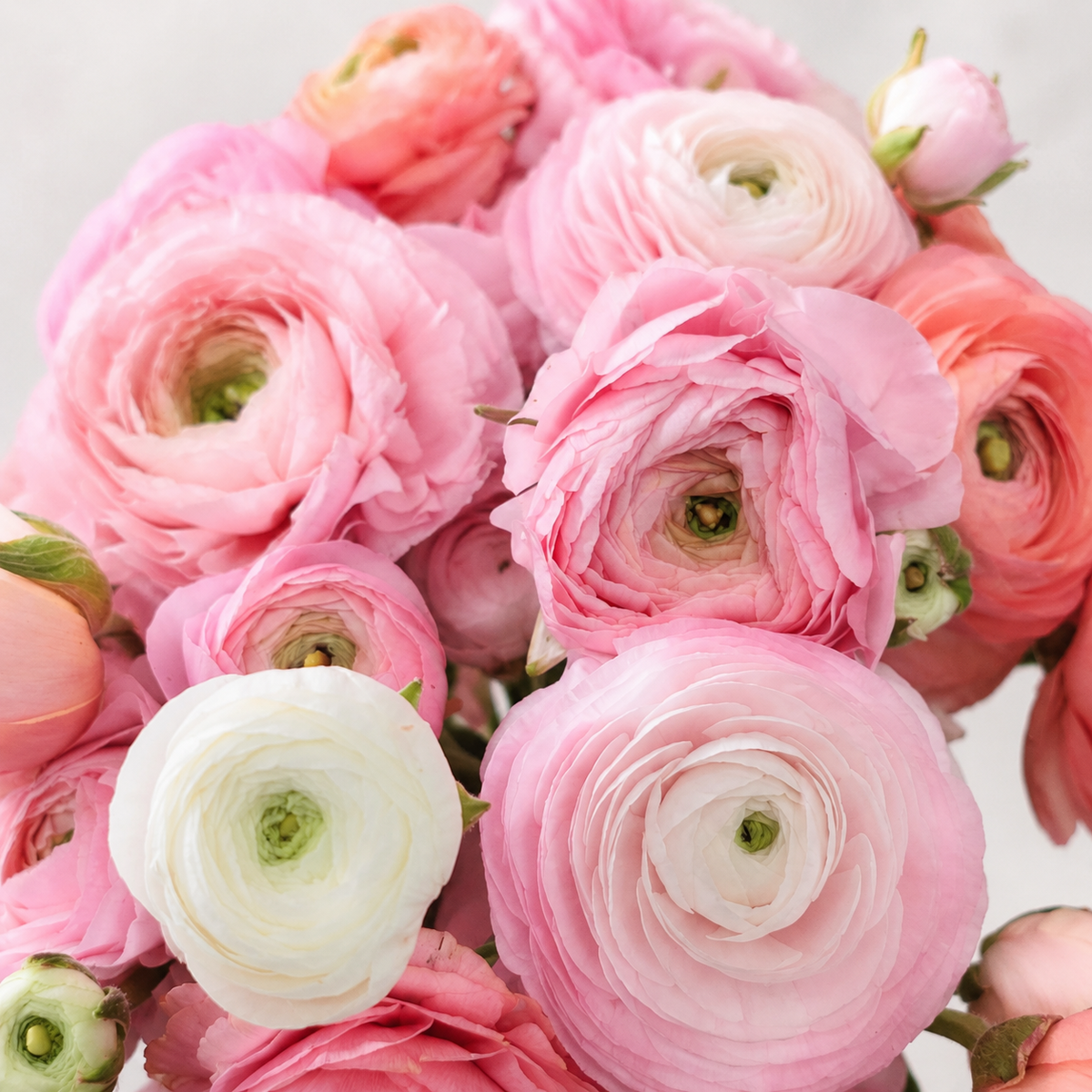 Five Acre Florets Ranunculus Vase