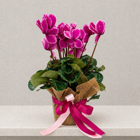 Cyclamen plant