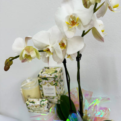 Oh My Orchid!