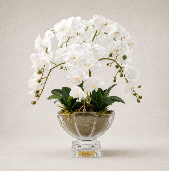 Cote Noire | Large Luxury Orchid