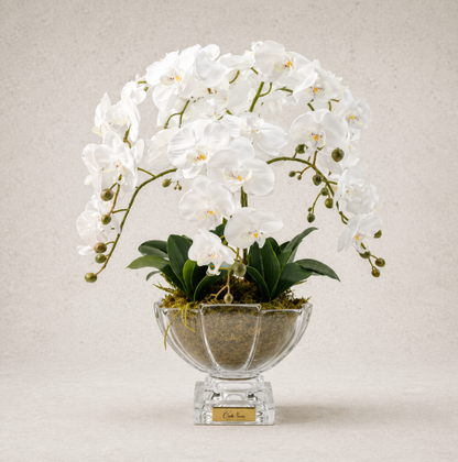 Cote Noire | Large Luxury Orchid