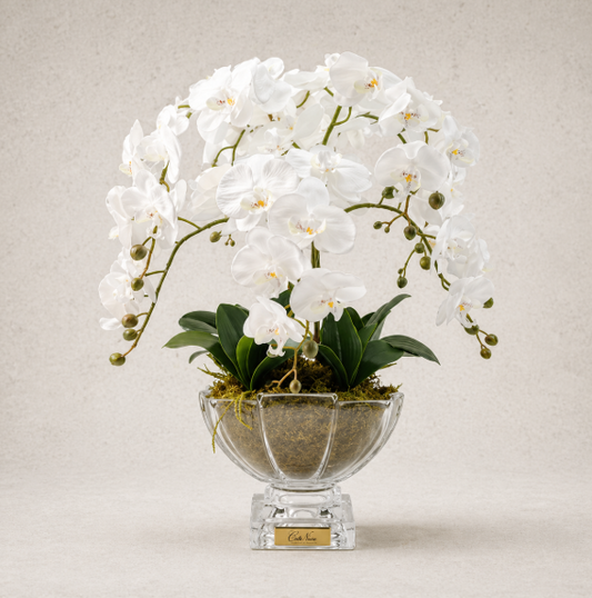 Cote Noire | Large Luxury Orchid