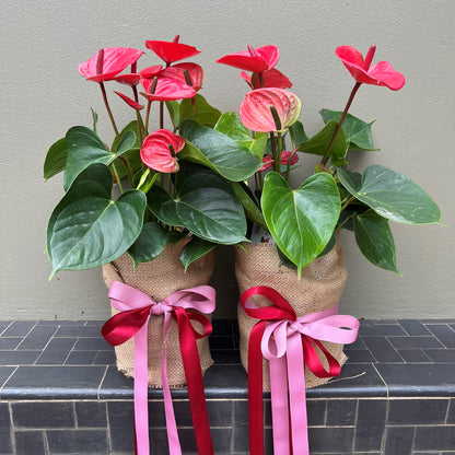 Anthurium