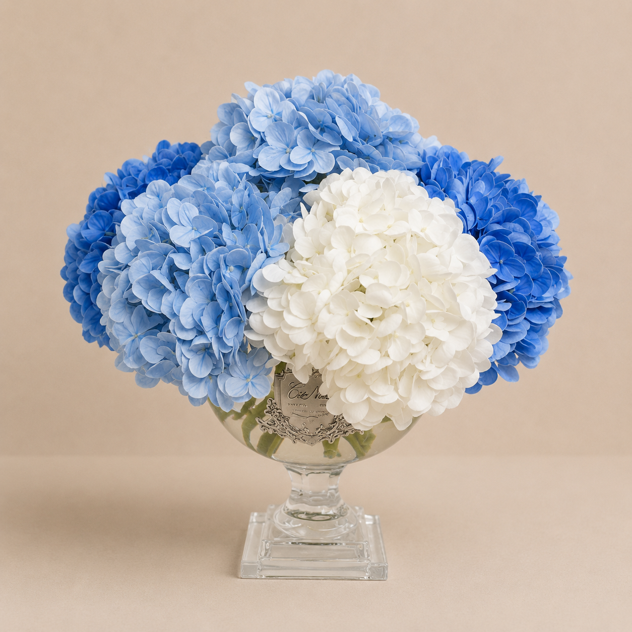 Cote Noire | Mixed Hydrangea