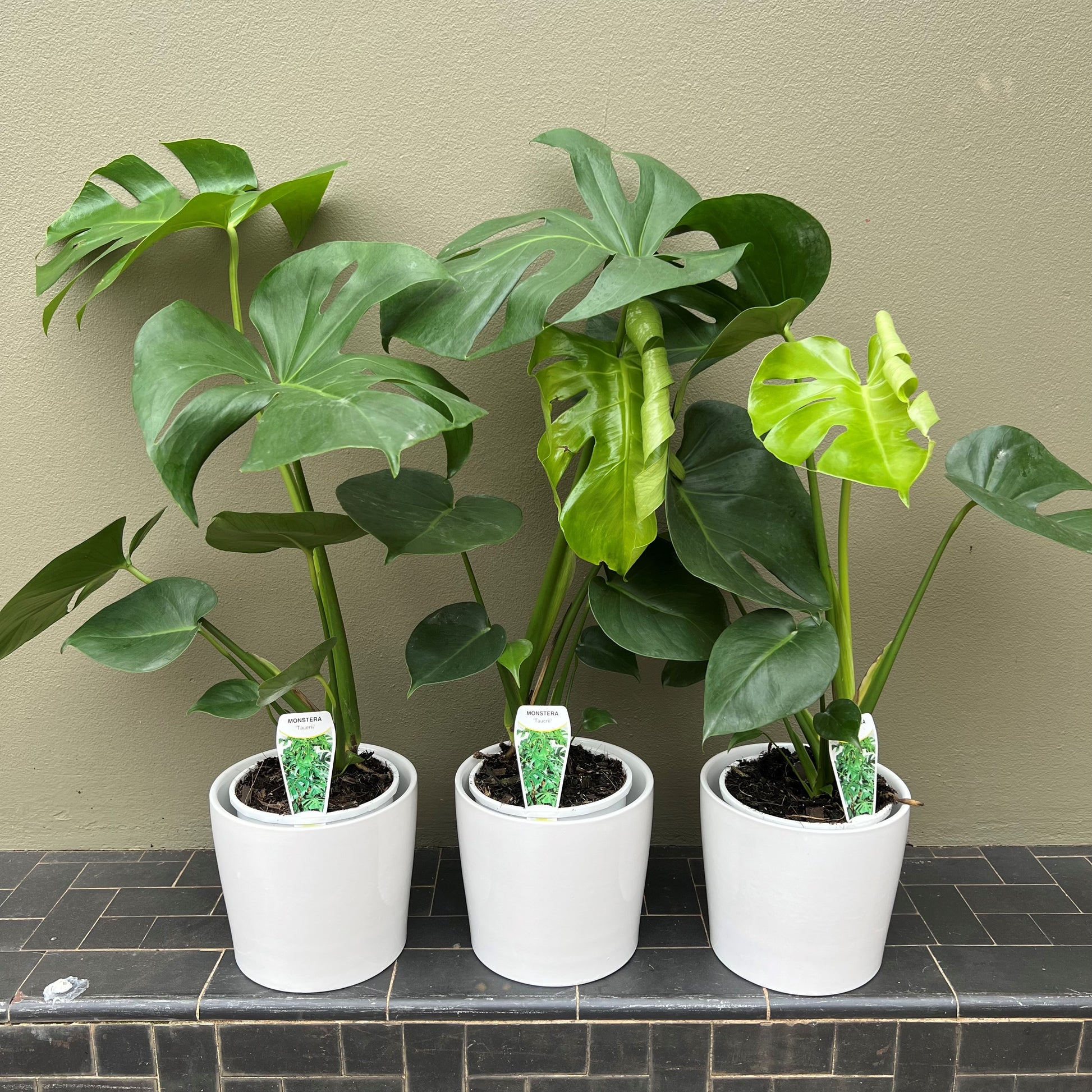monstera bloom Monstera – Blossoms at Home
