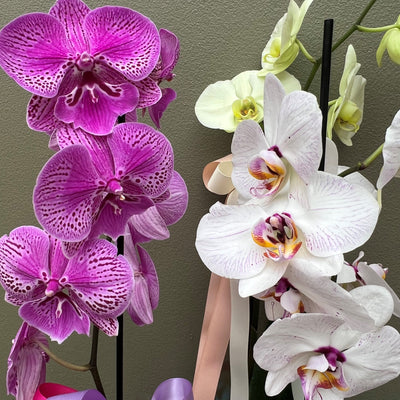 Phalaenopsis Orchid