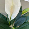Spathiphyllum | Peace Lily Large
